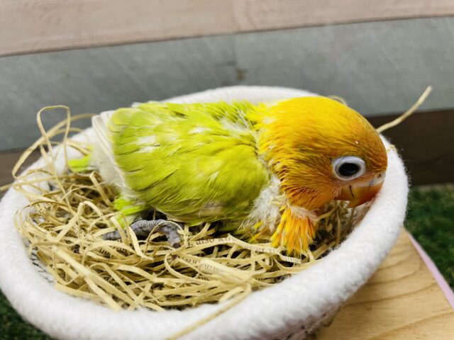 ヤマブキボタンインコ