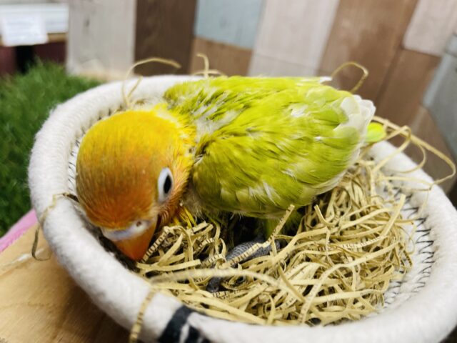 ヤマブキボタンインコ