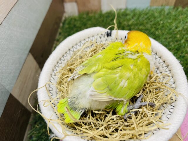 ヤマブキボタンインコ