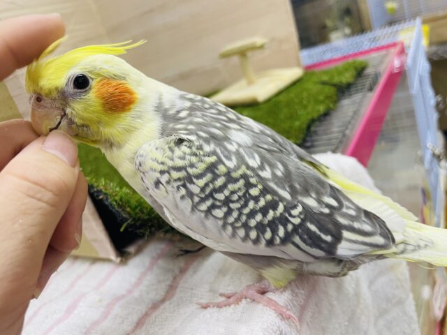 オカメインコ