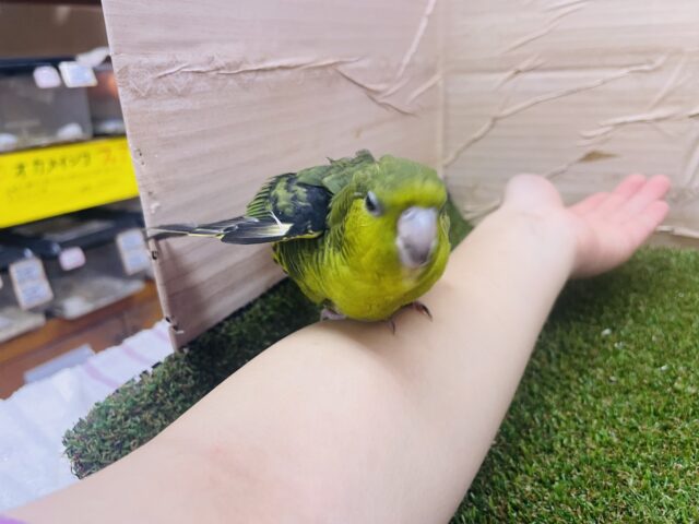サザナミインコ