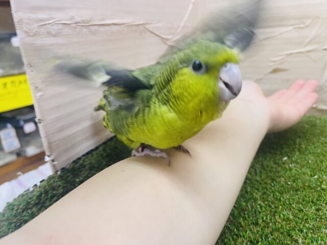 サザナミインコ