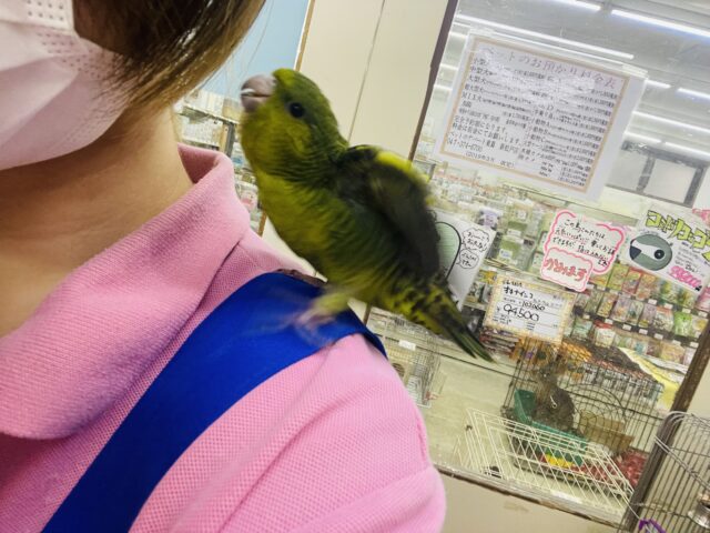 サザナミインコ