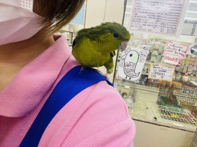 サザナミインコ