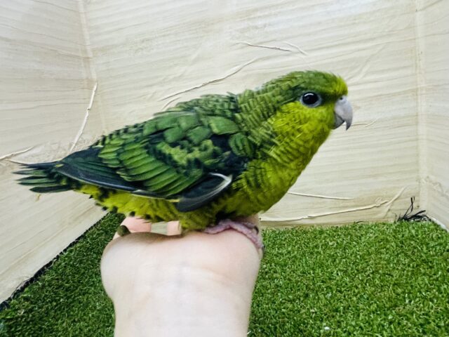 サザナミインコ