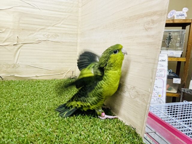 サザナミインコ