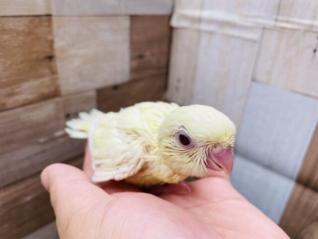 サザナミインコ
