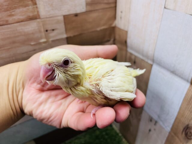 サザナミインコ