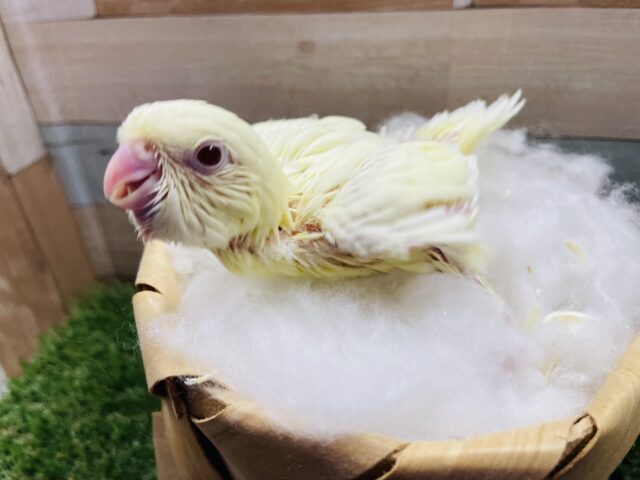 サザナミインコ