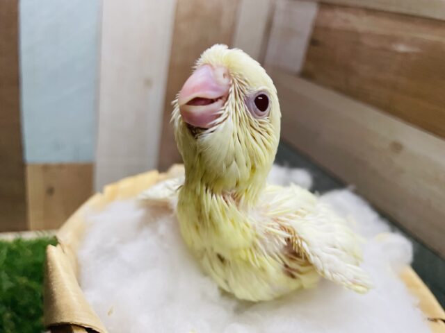 サザナミインコ