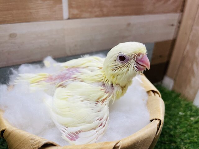 サザナミインコ