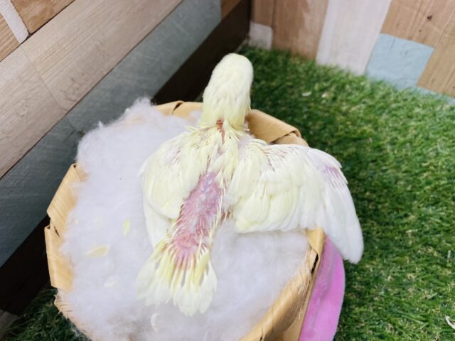 サザナミインコ