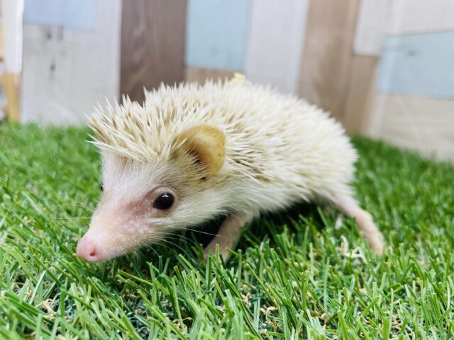 ハリネズミ（ヨツユビハリネズミ）