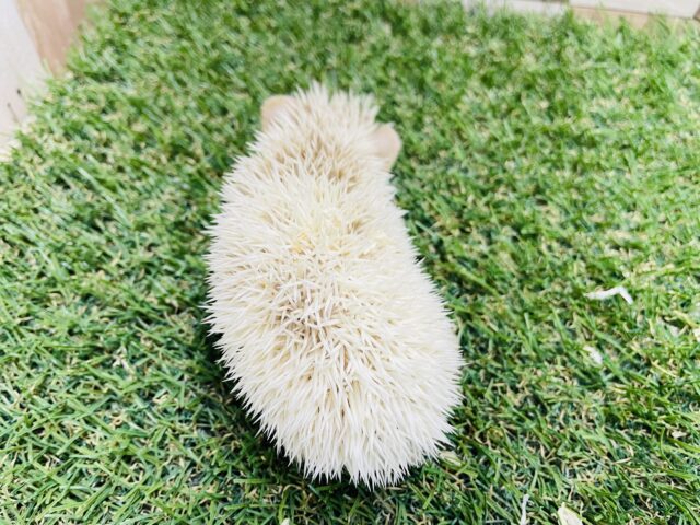 ハリネズミ（ヨツユビハリネズミ）