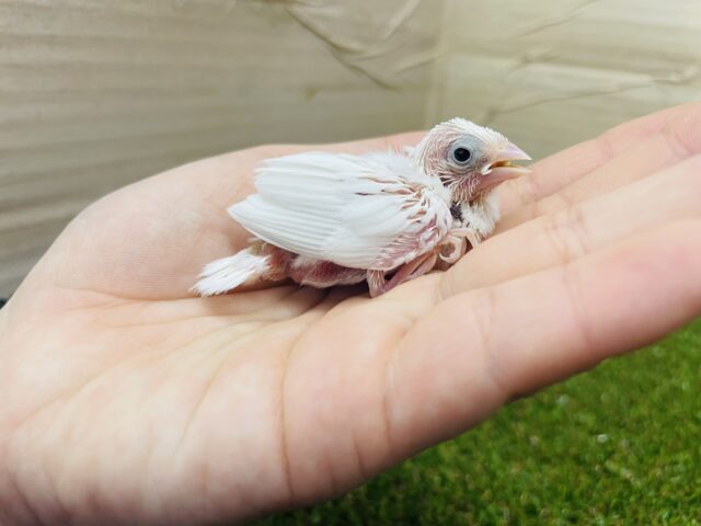 十姉妹（ジュウシマツ）