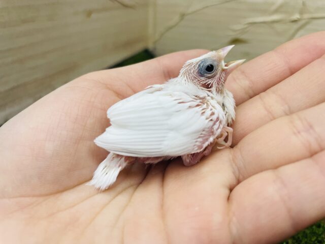 十姉妹（ジュウシマツ）