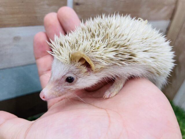 ハリネズミ（ヨツユビハリネズミ）