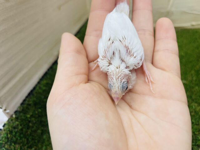 十姉妹（ジュウシマツ）