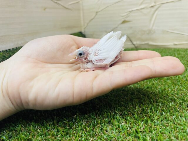 十姉妹（ジュウシマツ）