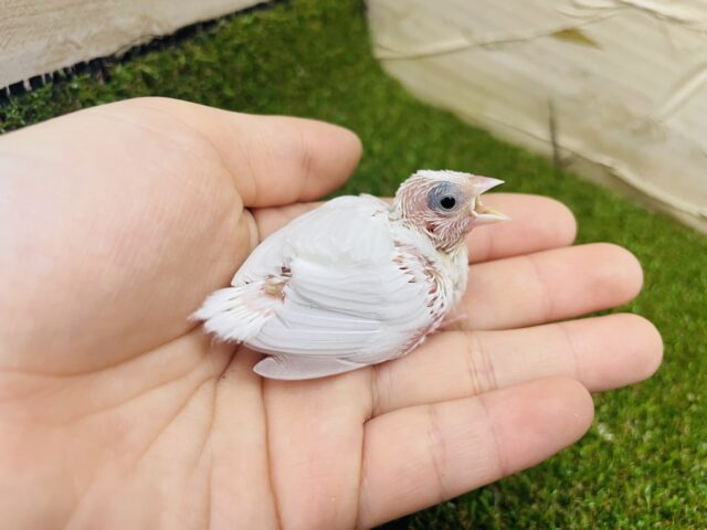 十姉妹（ジュウシマツ）