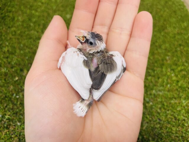 十姉妹（ジュウシマツ）