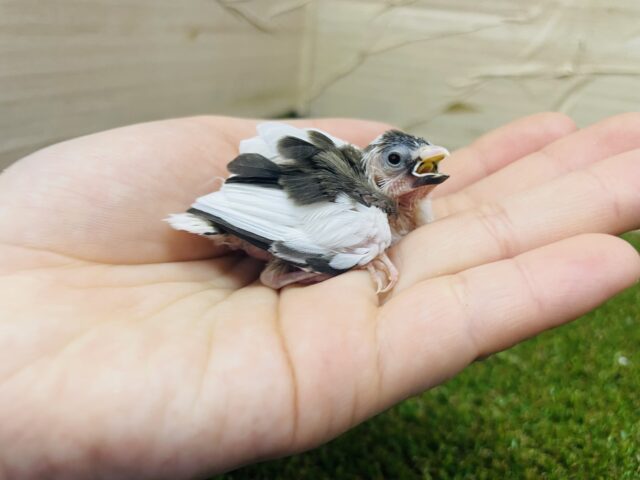 十姉妹（ジュウシマツ）