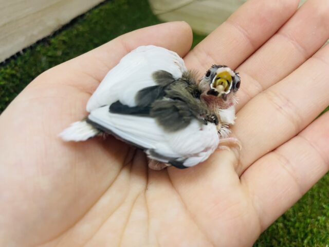 十姉妹（ジュウシマツ）