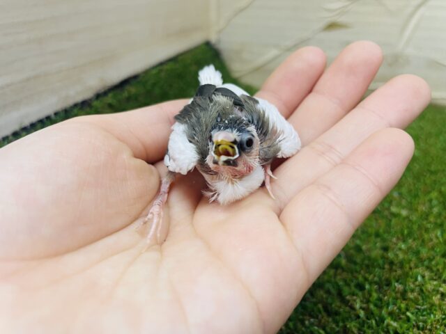 十姉妹（ジュウシマツ）