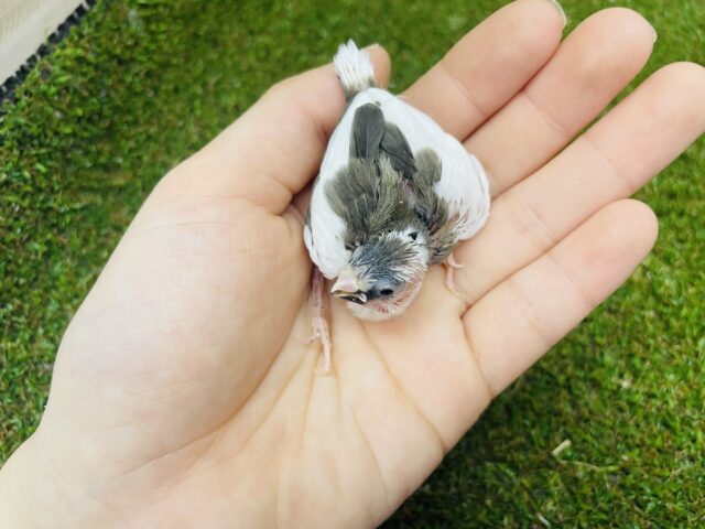 十姉妹（ジュウシマツ）