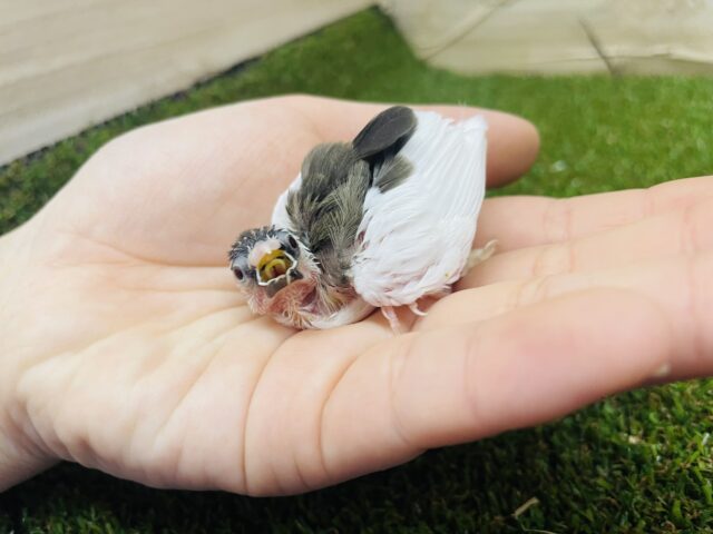 十姉妹（ジュウシマツ）