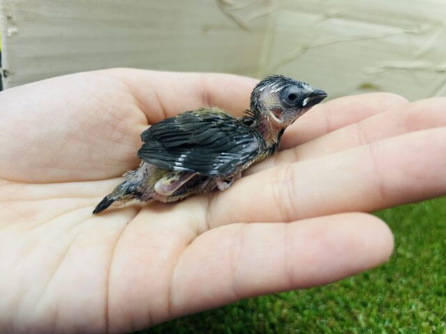 十姉妹（ジュウシマツ）