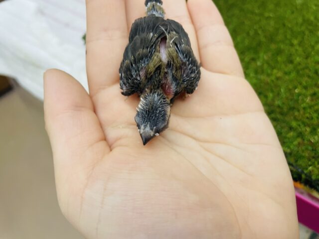 十姉妹（ジュウシマツ）