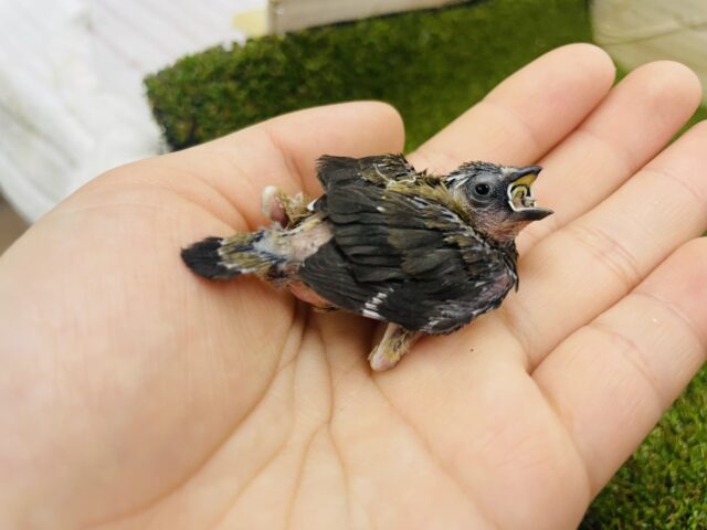 十姉妹（ジュウシマツ）