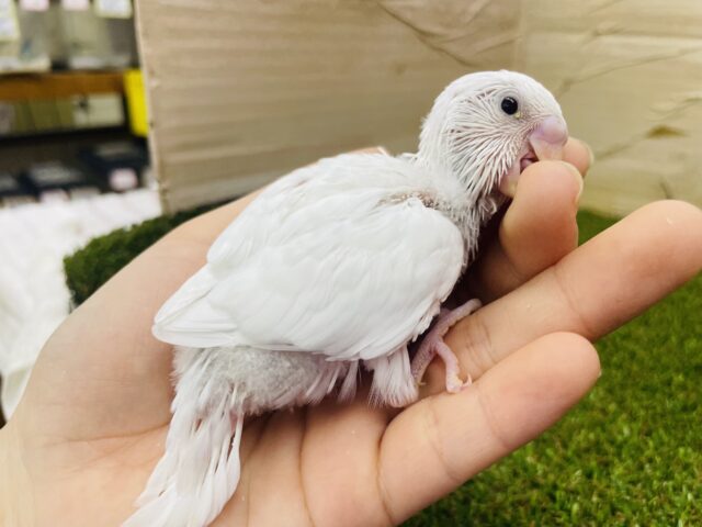 セキセイインコ