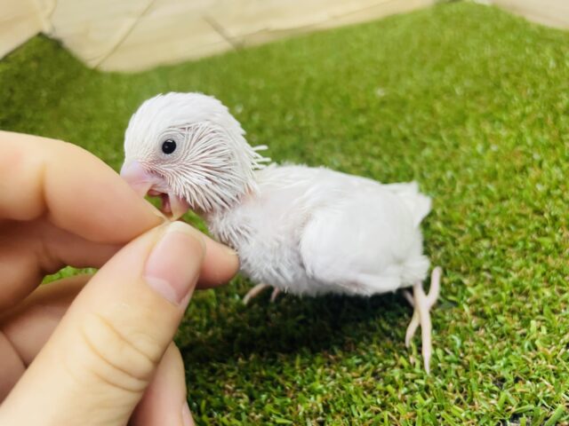 セキセイインコ