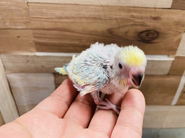 セキセイインコ
