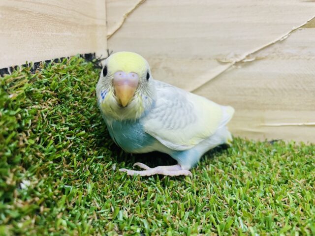 セキセイインコ
