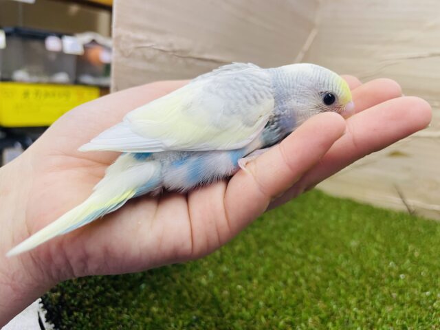 セキセイインコ