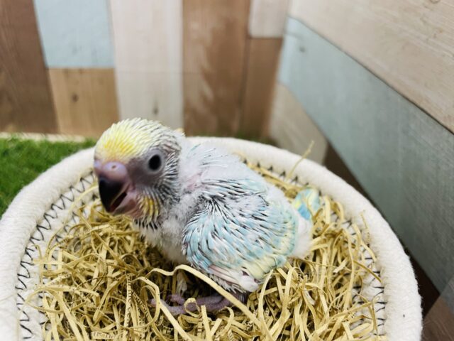 セキセイインコ