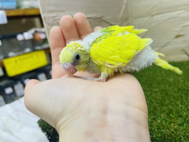 セキセイインコ
