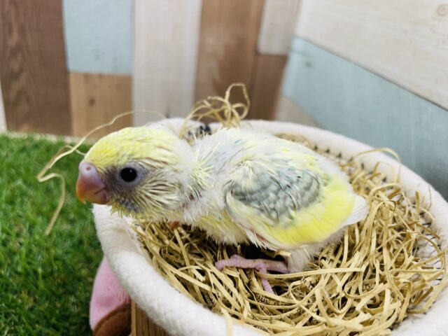 セキセイインコ