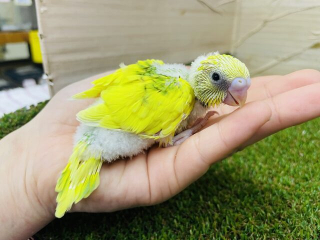 セキセイインコ