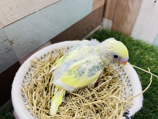 セキセイインコ