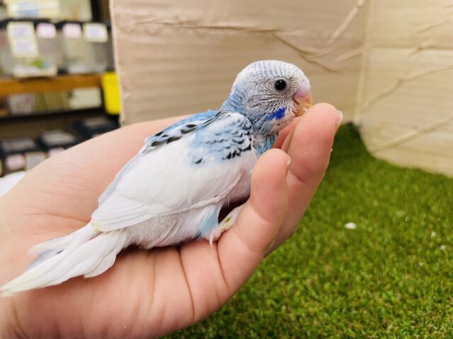 セキセイインコ