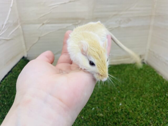 カラージャービル（スナネズミ）