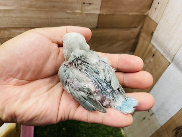 コザクラインコ（小桜インコ）