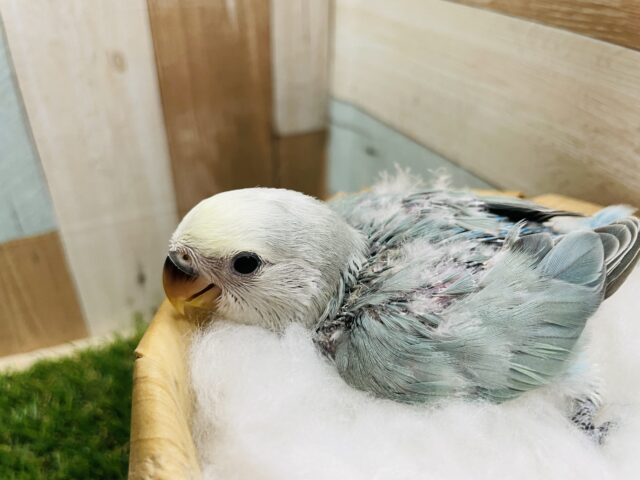 コザクラインコ（小桜インコ）