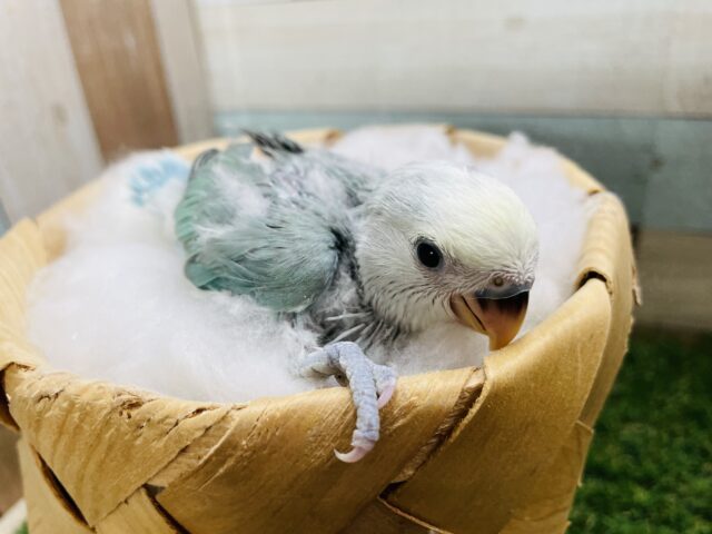 コザクラインコ（小桜インコ）