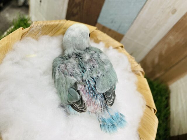 コザクラインコ（小桜インコ）