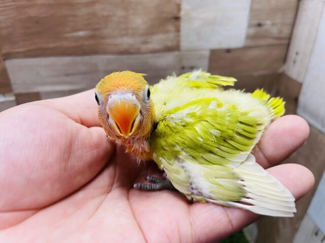 ヤマブキボタンインコ